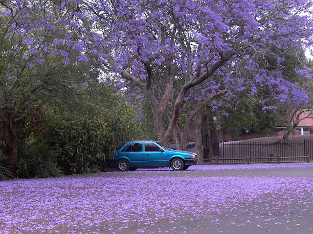 Purple parking discount code