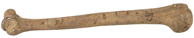 Bone marrow
