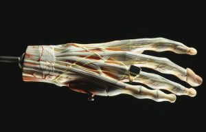 Read more about the article Blood Vessels Response At High Altitude